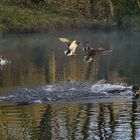 Aufregung im Enten-Teich. (Dezember 2021) 