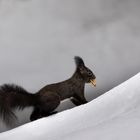 Aufregung im Hörnchen Wald