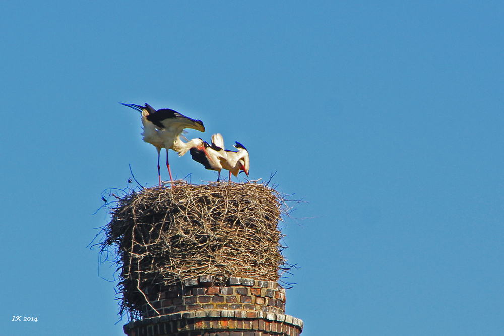 Aufregung im Nest