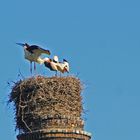 Aufregung im Nest