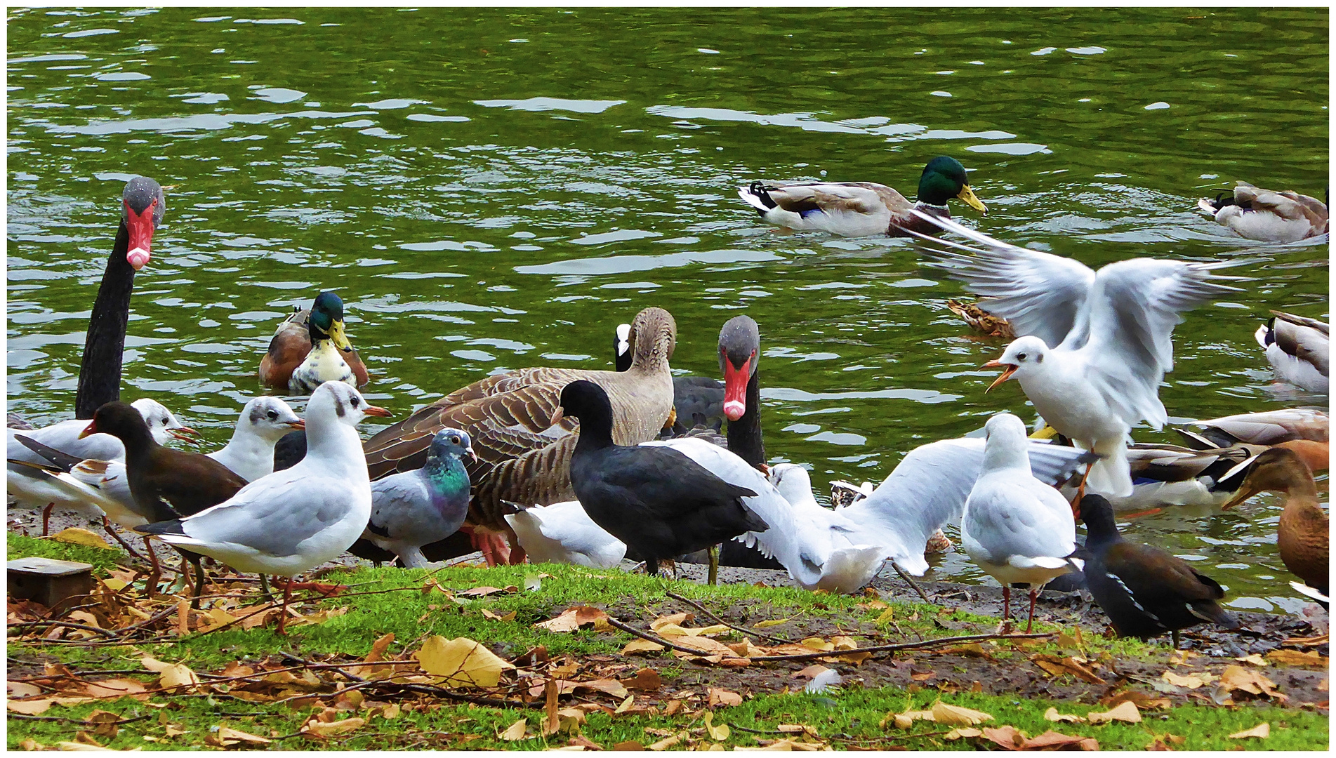 Aufregung im Teich 