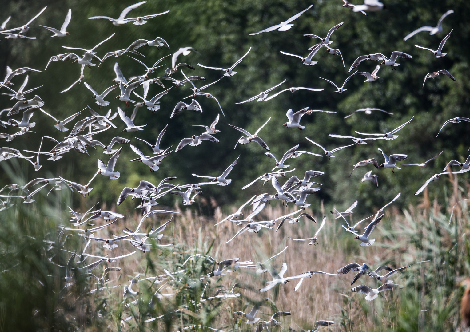 Aufregung in der Möwenkolonie