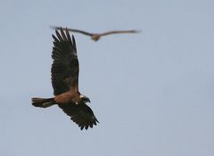 Aufregung über undurchsichtigem Gebüsch