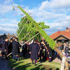 Aufrichten der Midsommarstång oder majstång in Vikarbyn