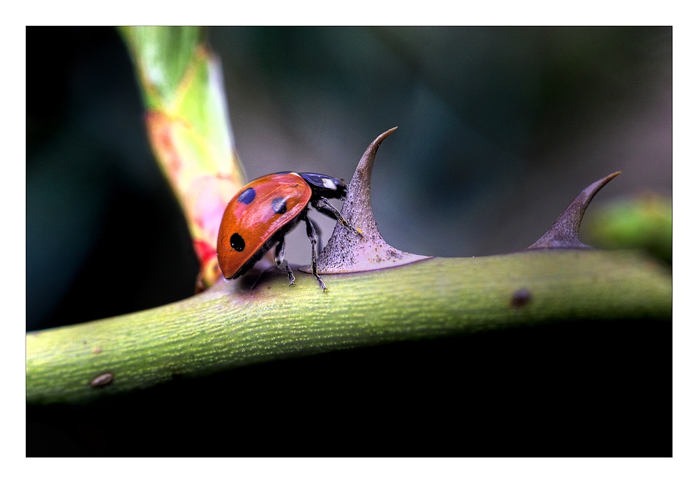 Aufrüstung des Coccinella septumpunctata!!!