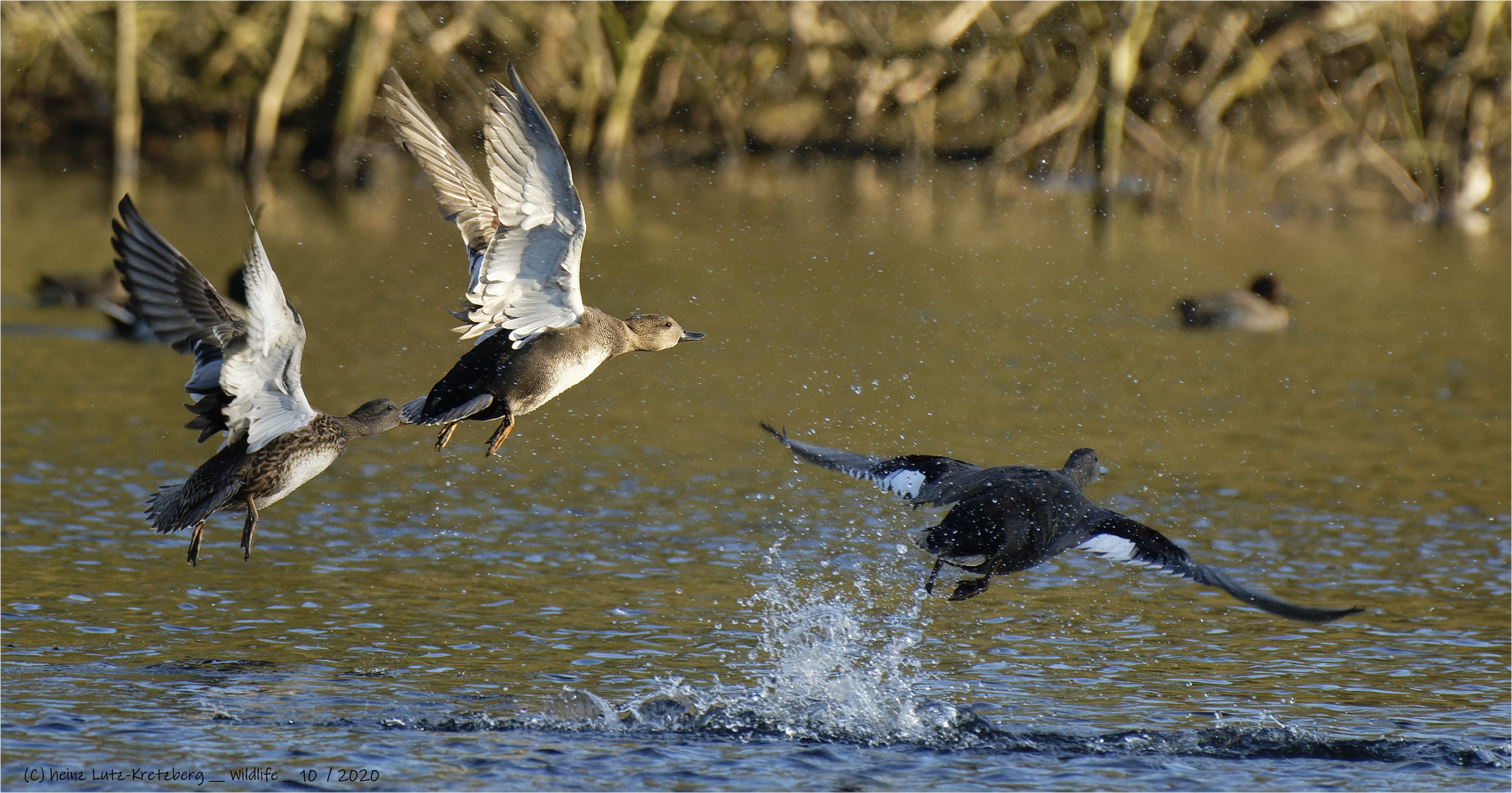 Aufruhr am Raky Weiher ... 