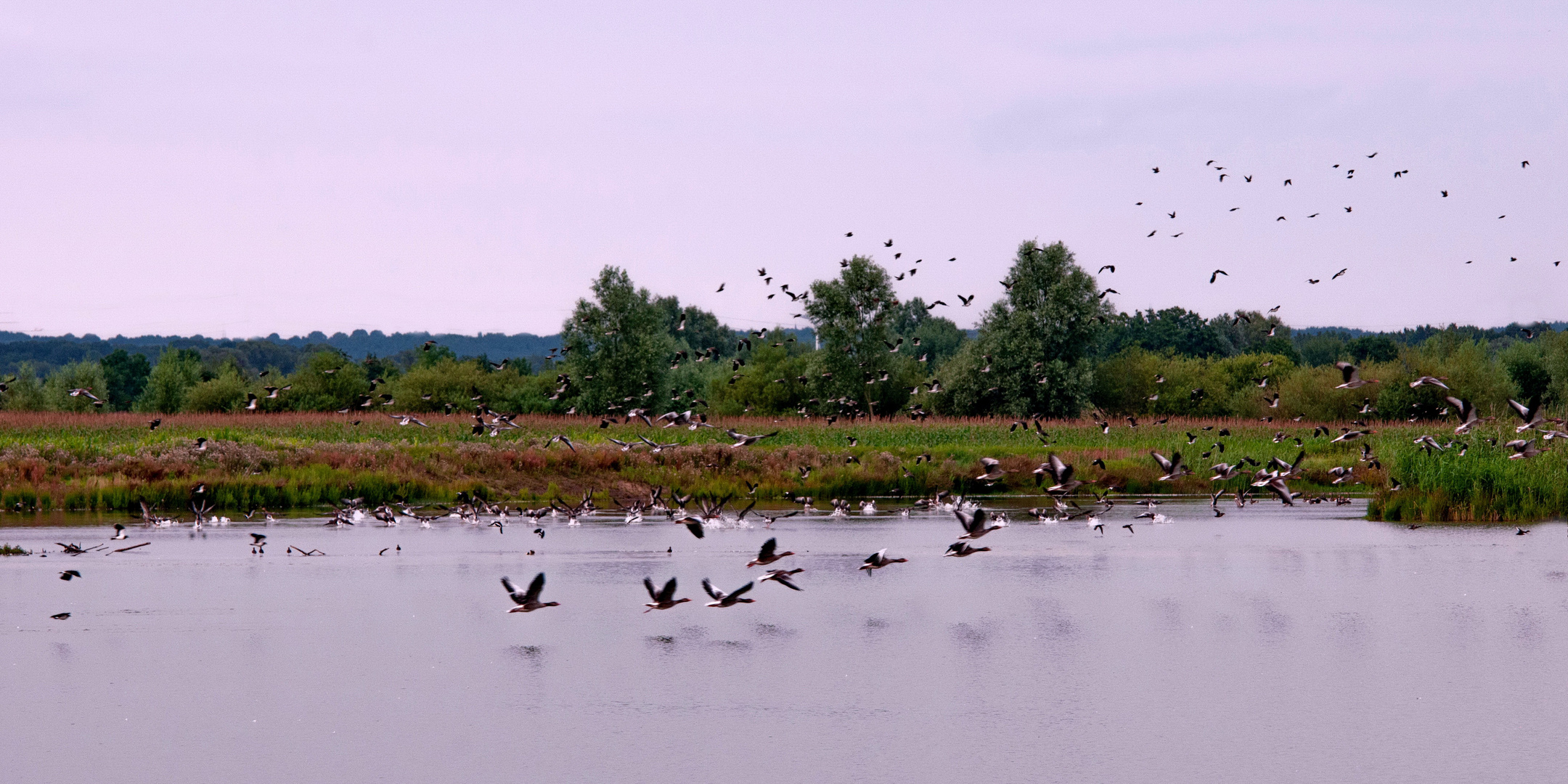 Aufruhr der Gänse