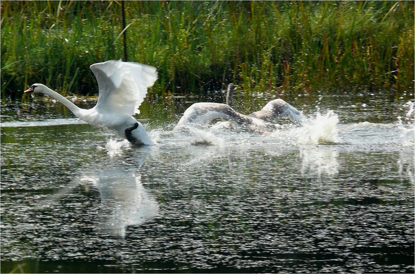 Aufruhr im Dorfweiher