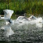 Aufruhr im Dorfweiher