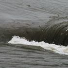 Aufruhr im Eider-Wasser