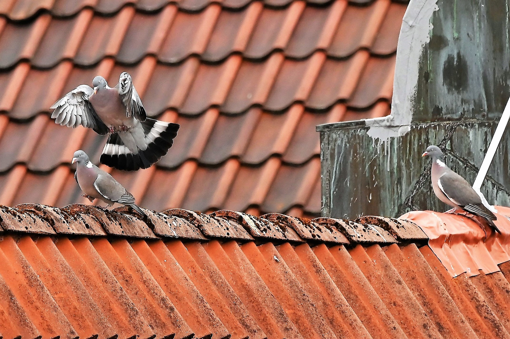 Aufs Dach gestiegen