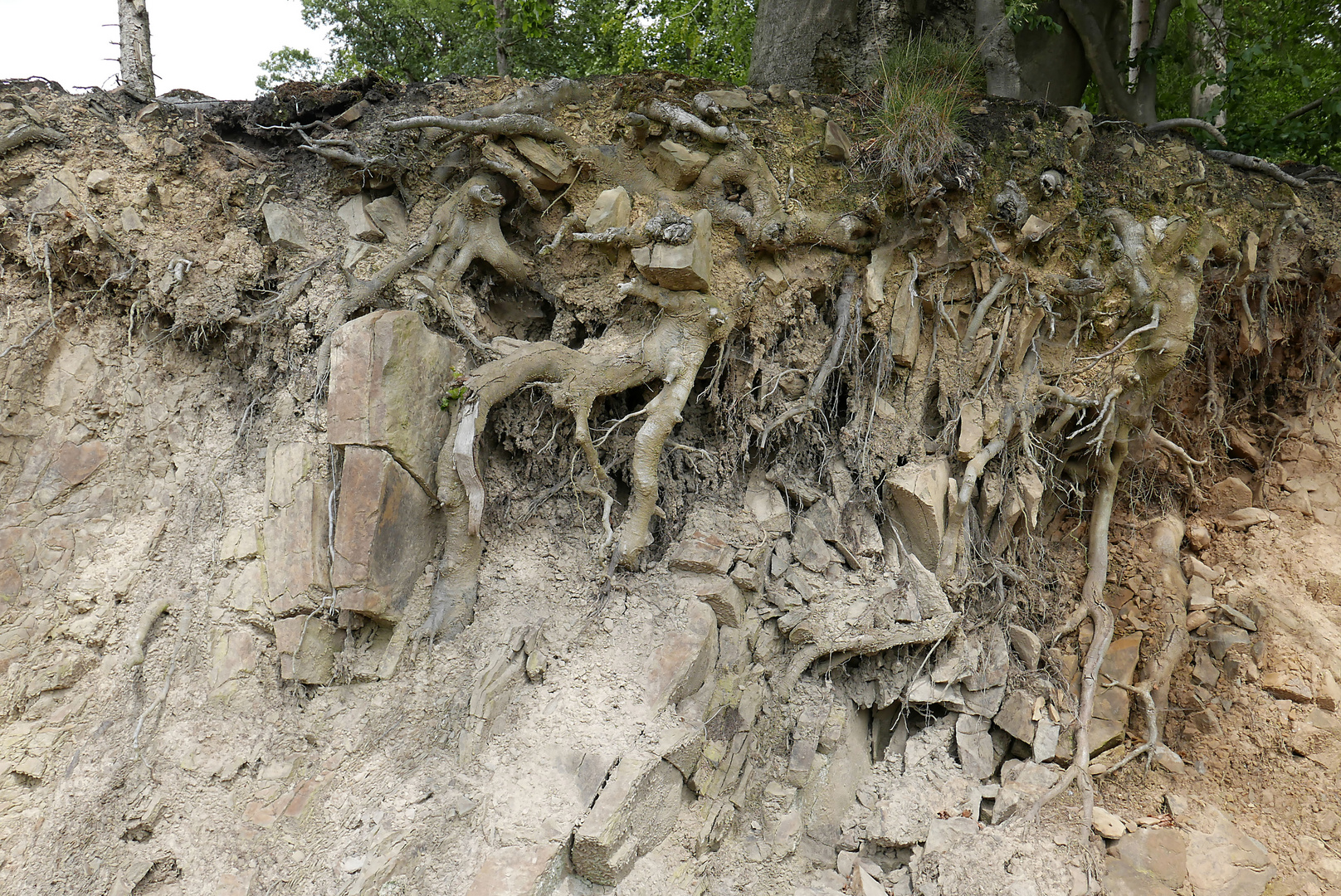 Aufschluss am Rennweg im Arnsberger Wald: wie sich die Baumwurzeln im Sandstein verankern