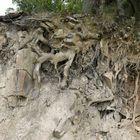 Aufschluss am Rennweg im Arnsberger Wald: wie sich die Baumwurzeln im Sandstein verankern