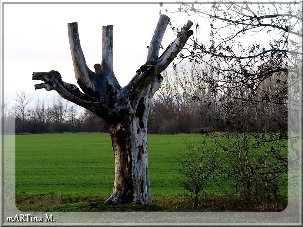 Aufschrei (mit Gedicht)