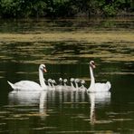 "Aufschwimmen" zum Familienfoto.