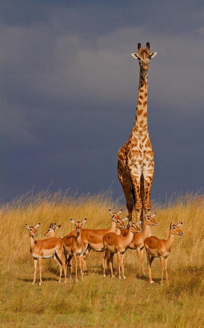 Aufsicht in der Wildnis