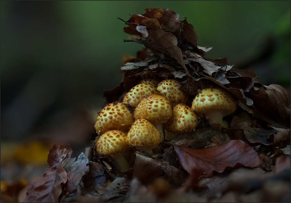 Aufstand der Pilze