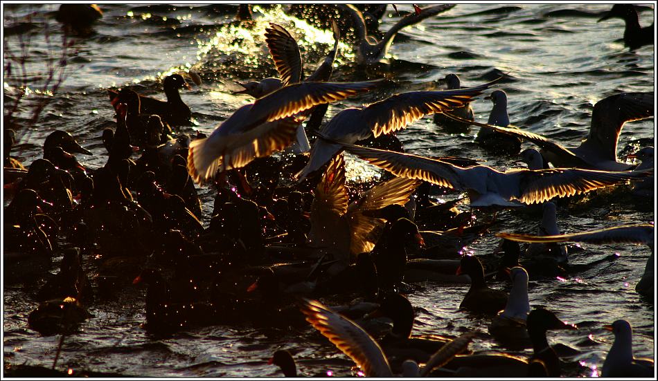 ´- Aufstand der Vögel -`