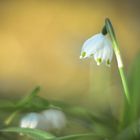 "Aufstehen! Der Frühling ist da."