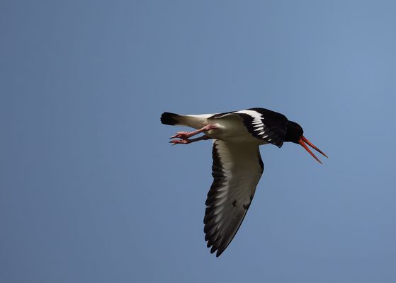 ^^^^^^   aufstehen: Montag ^^^^^^