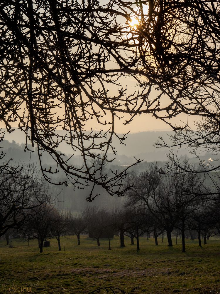 Aufsteigender Abendnebel in der Streuobstwiese