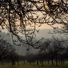 Aufsteigender Abendnebel in der Streuobstwiese