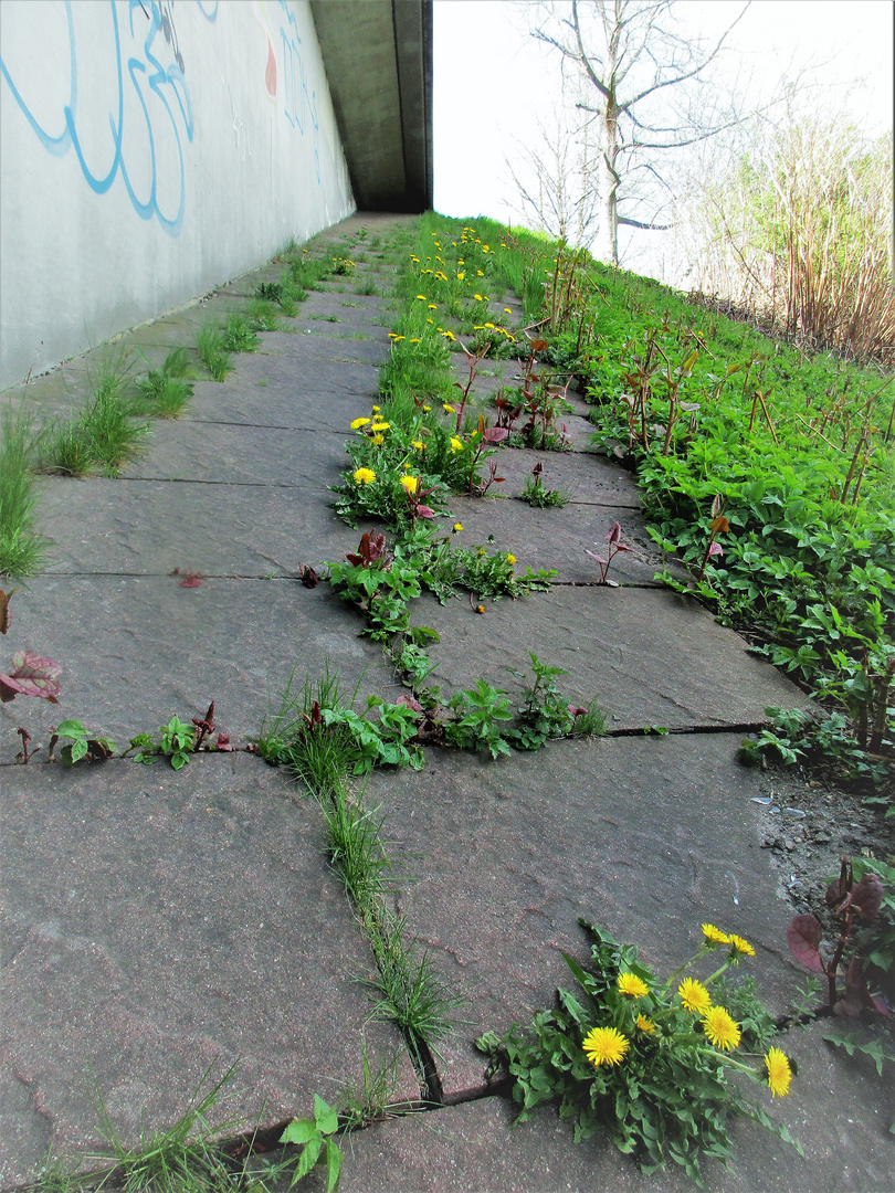 Aufsteigender Brückentrabantengarten