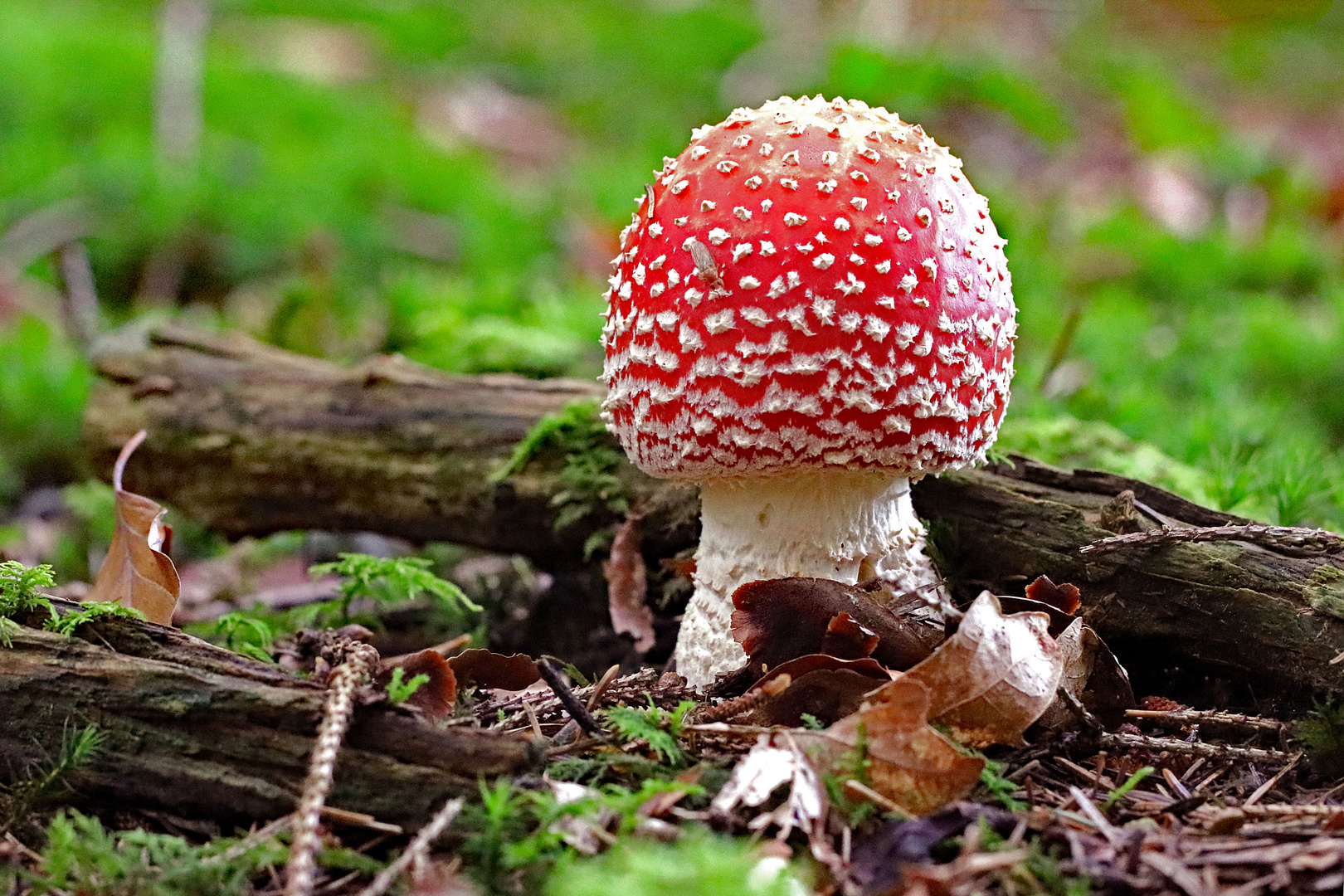 Aufsteigender Fliegenpilz 