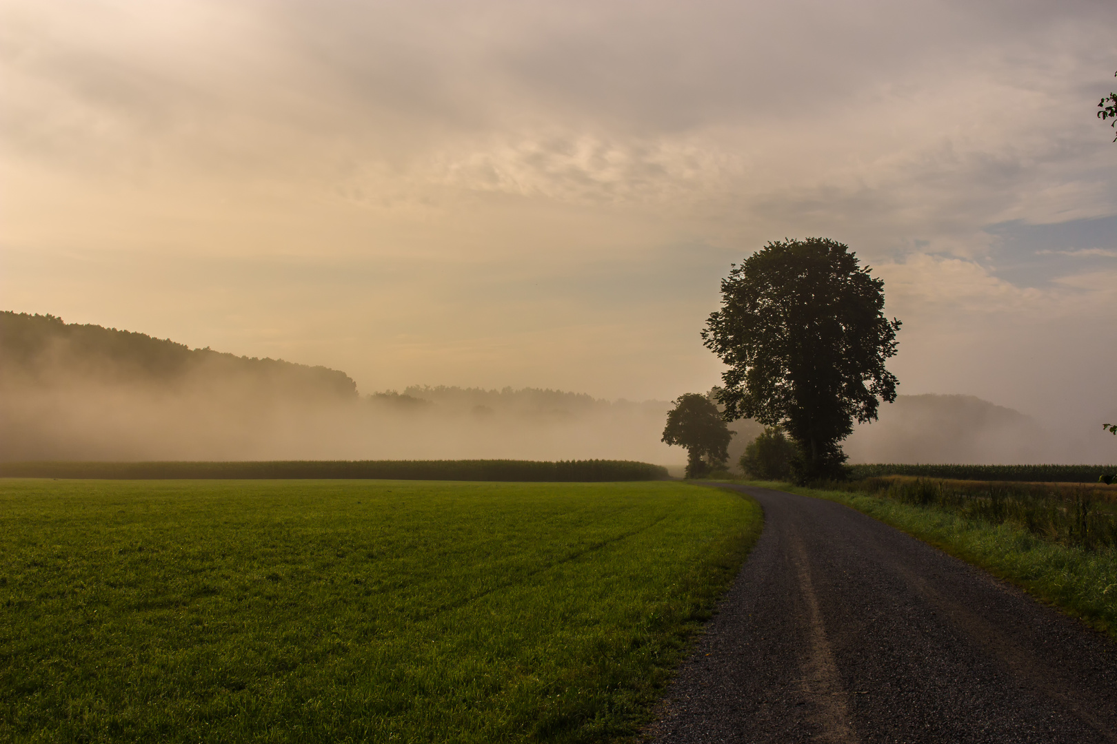 AUFSTEIGENDER MORGENNEBEL