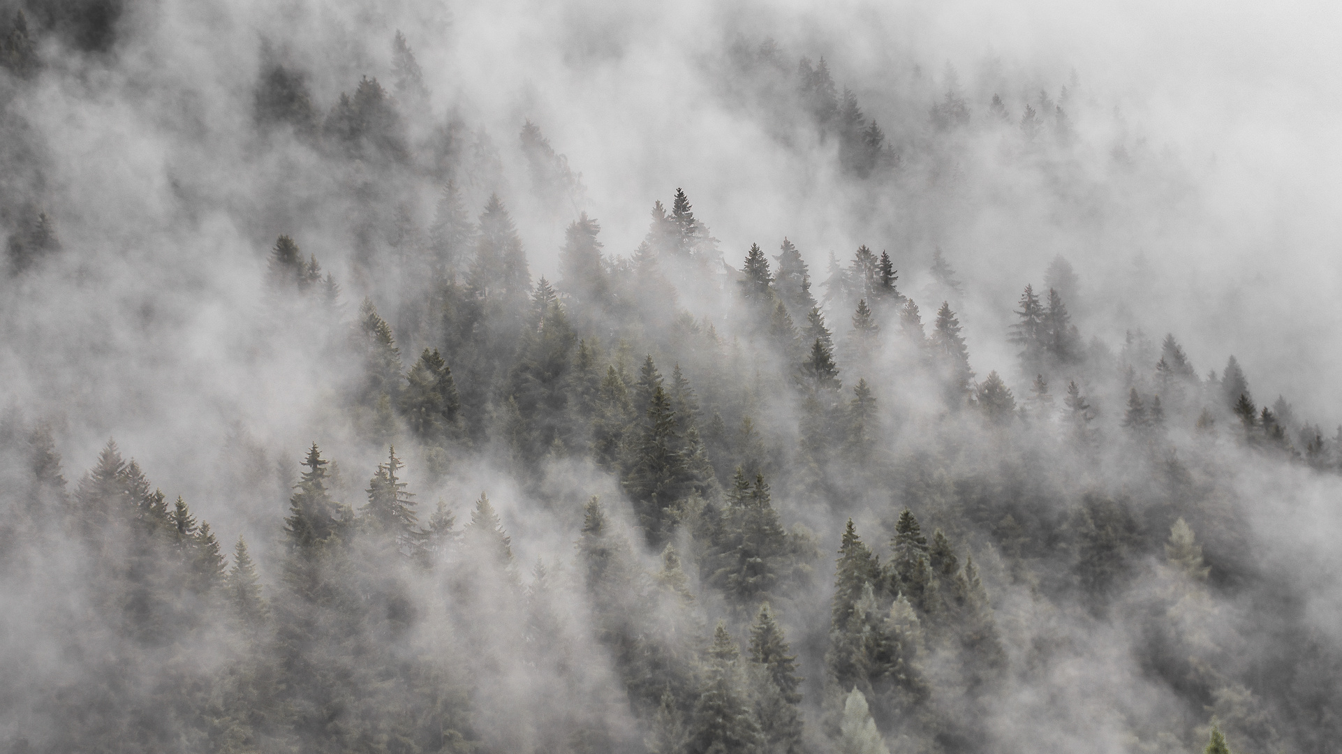 Aufsteigender Nebel im Bergwald
