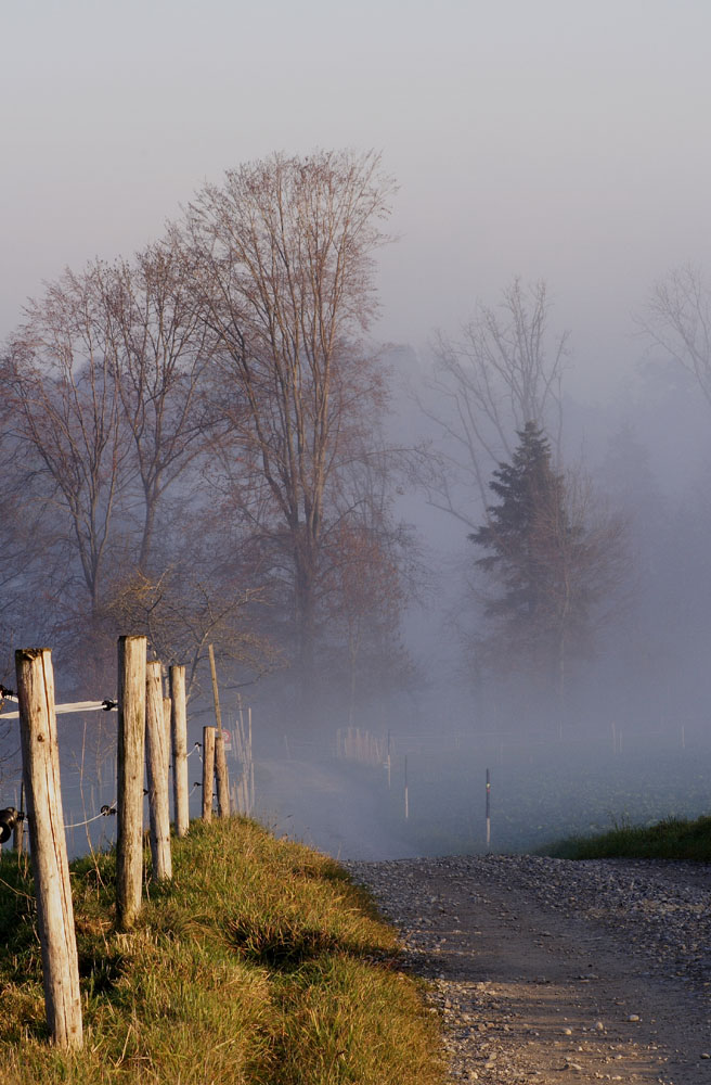 Aufsteigender Nebel in der Abensonne