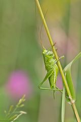 Aufsteiger der Woche