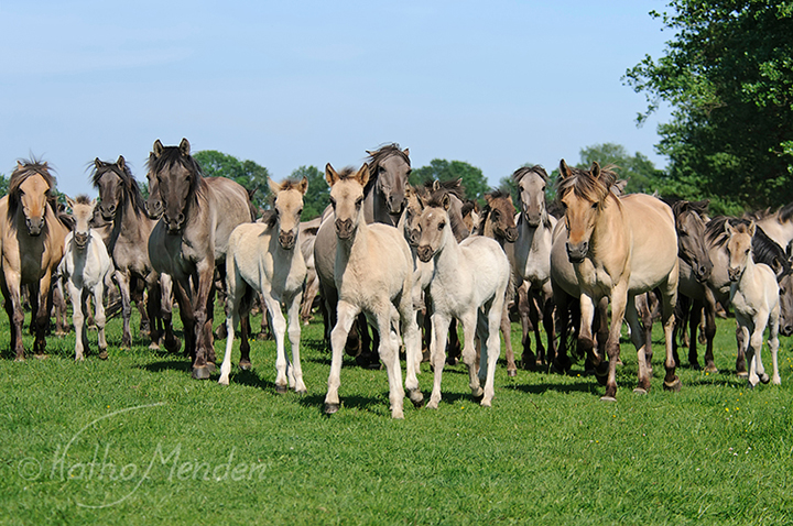 Aufstellen zum Gruppenbild - Dülmener Wildpferde