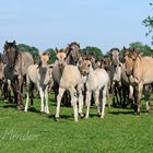 Aufstellen zum Gruppenbild - Dülmener Wildpferde