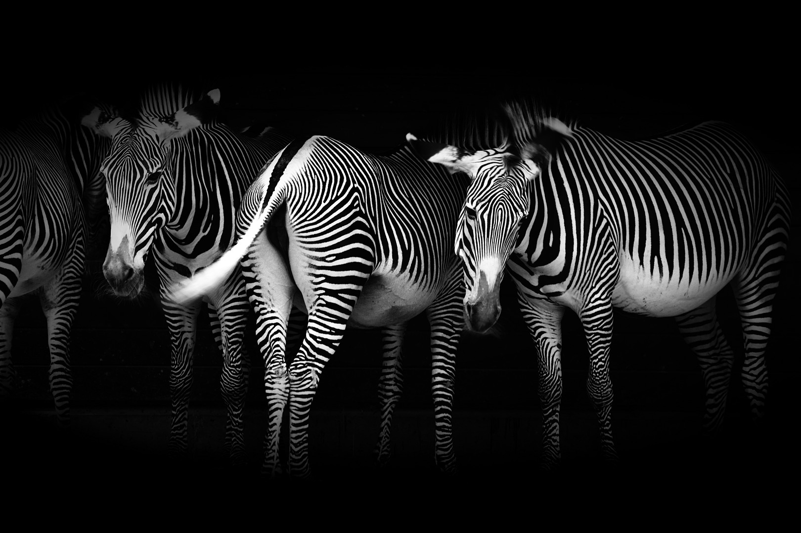 Aufstellung der Zebras