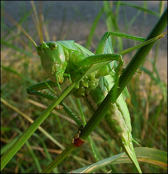 Aufstieg