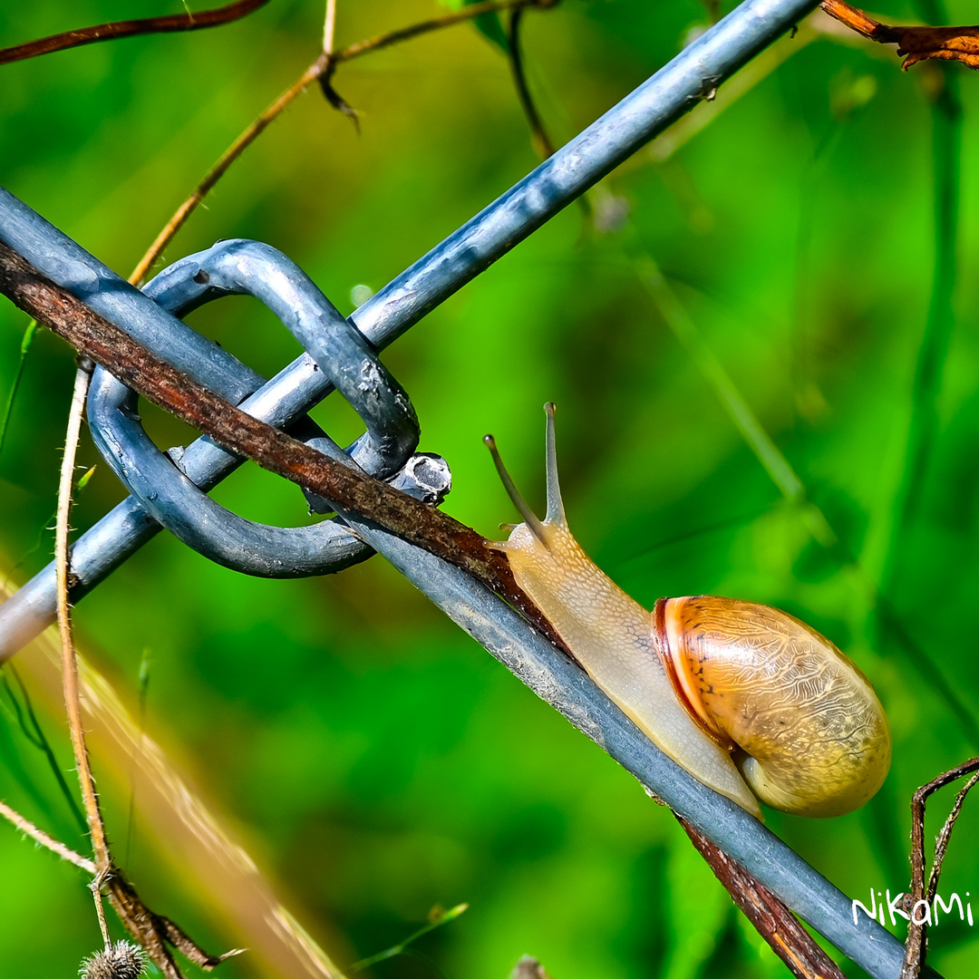 Aufstieg am Gartenzaun