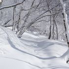 Aufstieg am Hohen Schneeberg