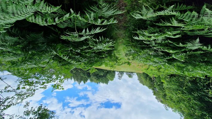 Aufstieg auf die Morgensternhöhe bei Pobershau
