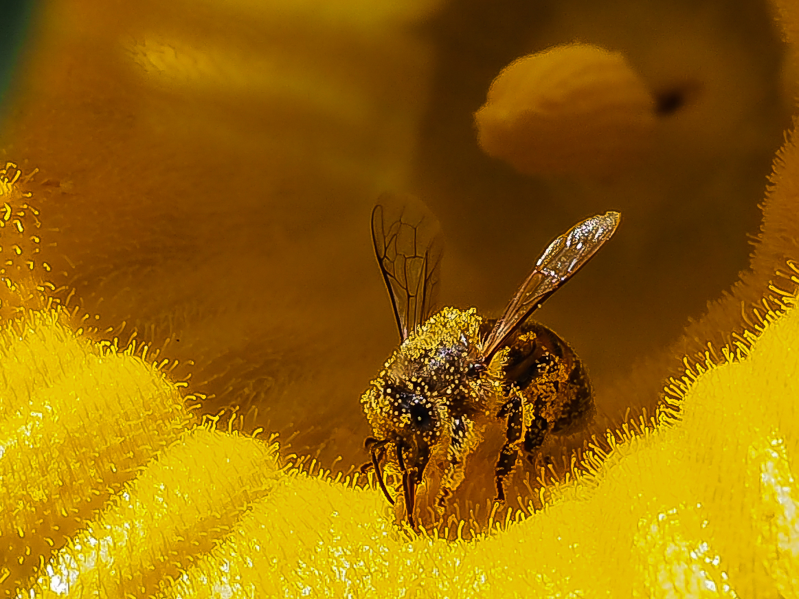 Aufstieg aus dem Krater der Kürbisblüte