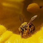 Aufstieg aus dem Krater der Kürbisblüte