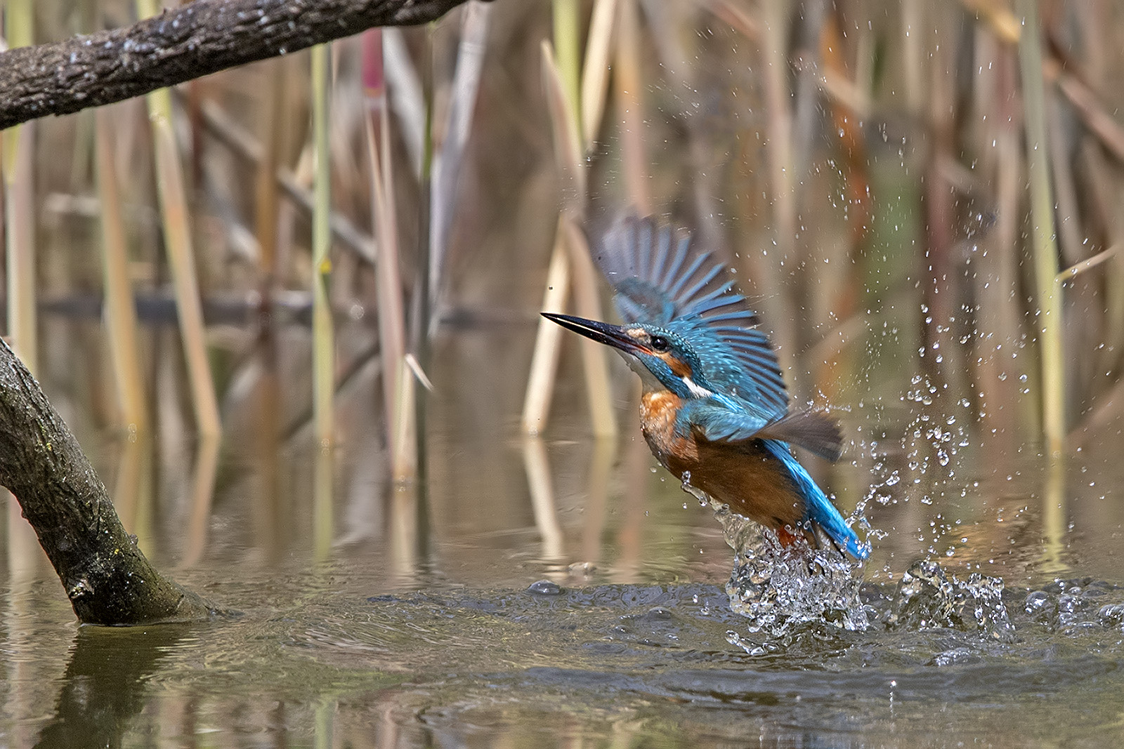 Aufstieg aus dem Wasser...