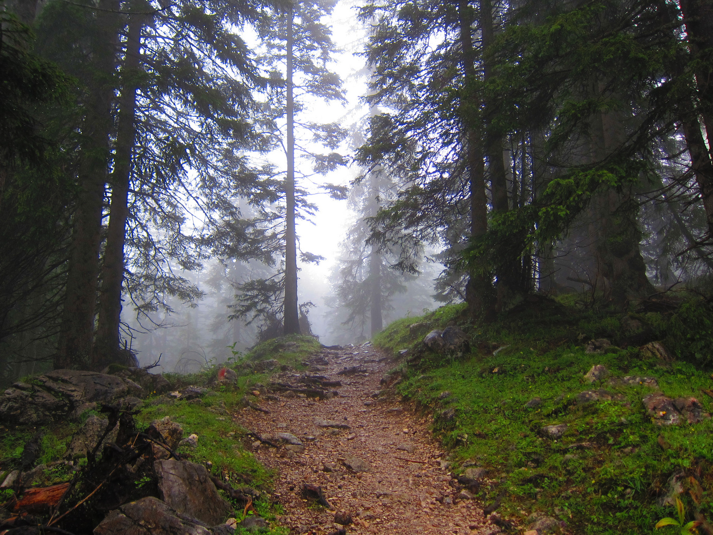 Aufstieg durch den Nebelwald