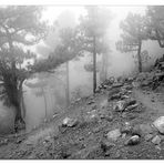 Aufstieg Pico Bejenado im Nebel