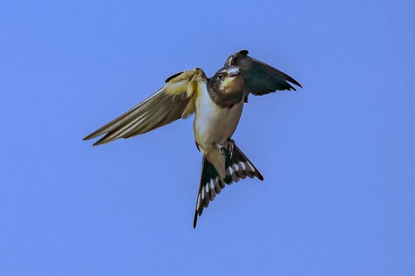 Aufstieg, Rauchschewalbe