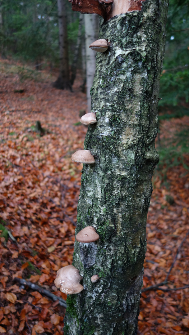 Aufstiegshilfe bieten Schwämme am Baumstamm