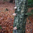 Aufstiegshilfe bieten Schwämme am Baumstamm