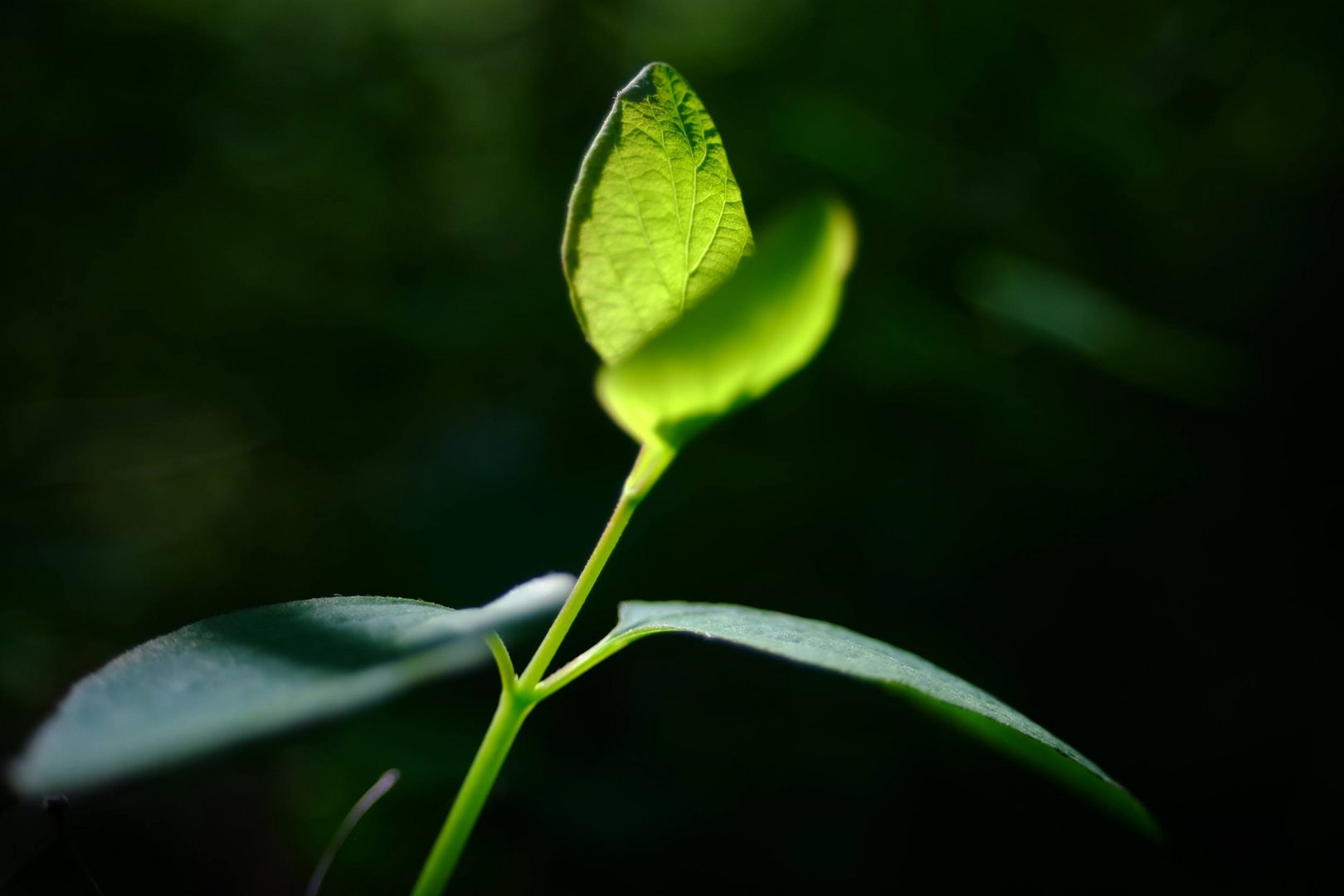 Aufstreben zum Licht