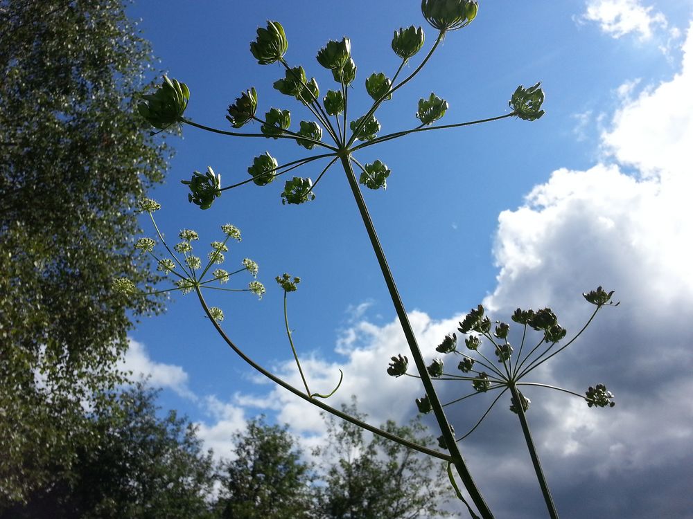 aufstrebend von licht-blick 