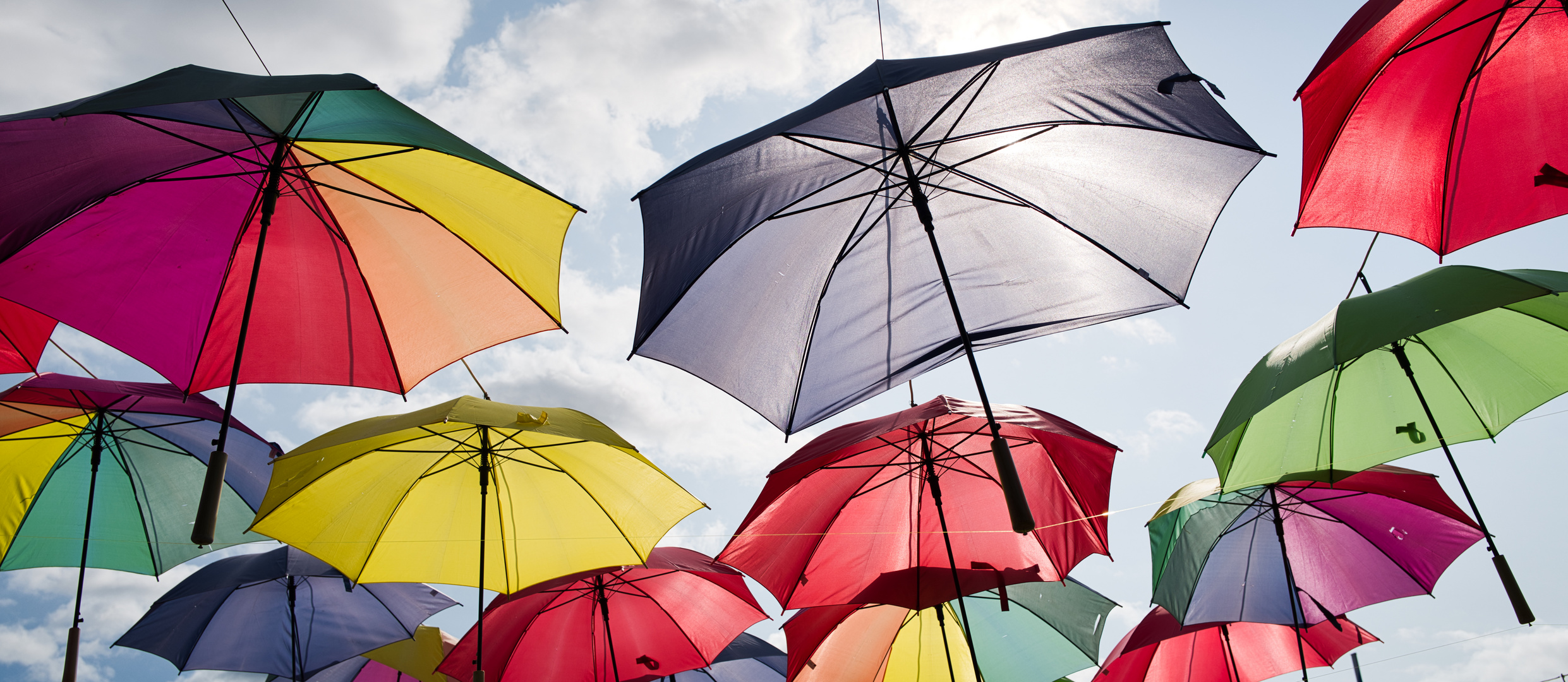 Aufstrebend zur Sonne.....